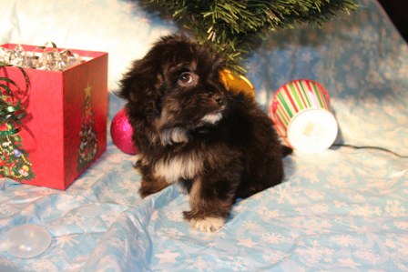 havanese-puppies